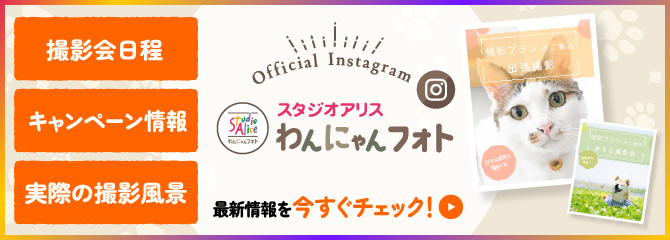 わんにゃんフォト公式インスタグラム